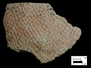 Coulbourn cord-marked rim sherd from Killens Pond site, Delaware.�Lot# 70-Close up view on right-Courtesy of the Delaware State Museums.